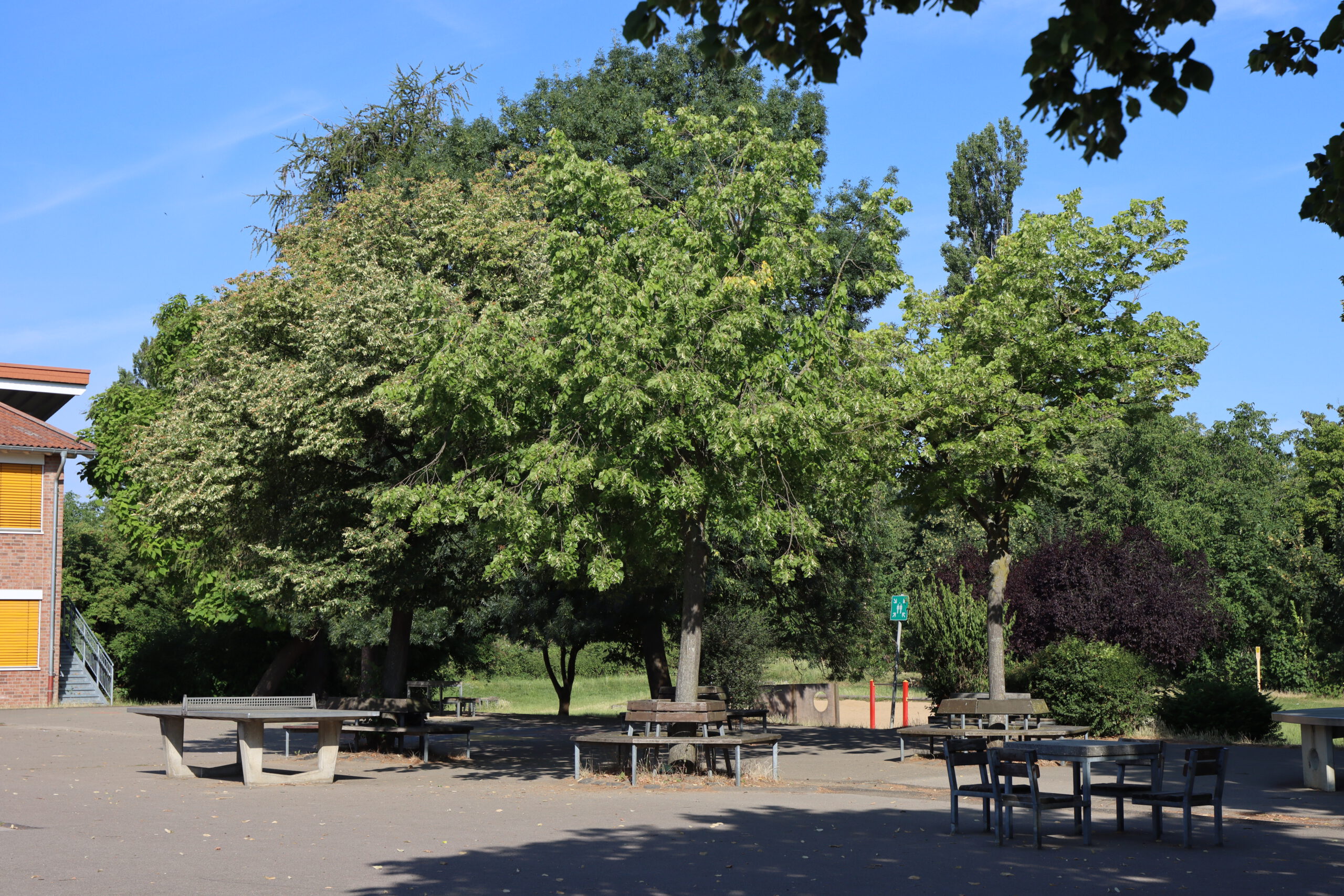 großer Baum auf dem Schulhof