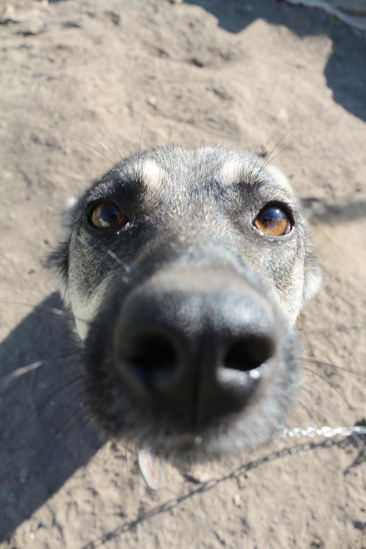 Ein süßer Hund der ganz nah mit seiner Schnauze an die Kamera geht