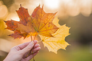 Eine Hand hält herbstlichgefärbte Blätter in der Hand
