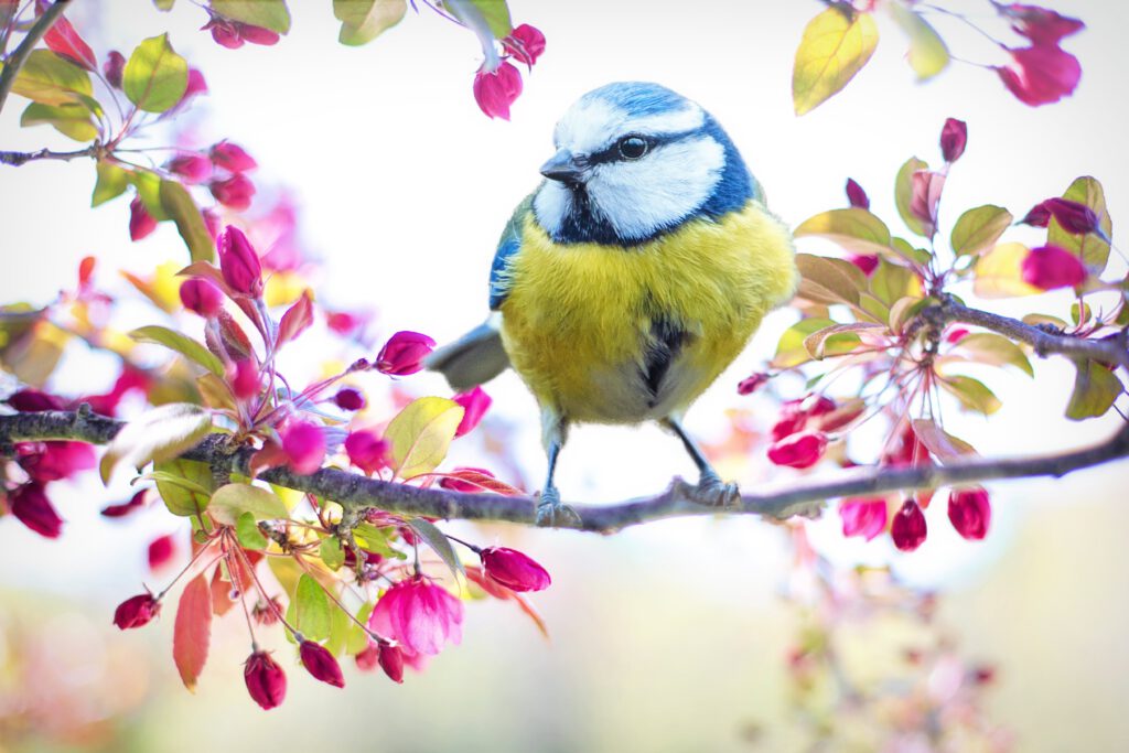 Bild mit einem schönen Vogel